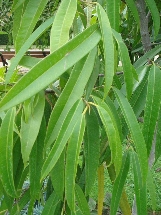 Ficus binnendykii feuille